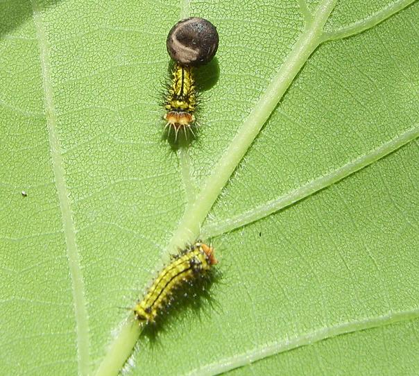 a. yamamai housenky