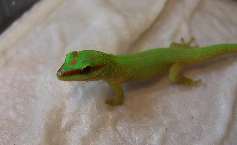 phelsuma seippi 