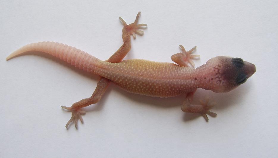 blizzard het.albino