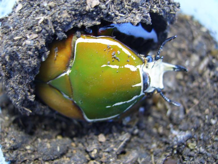 mecynorrhina ugandensis-kokon