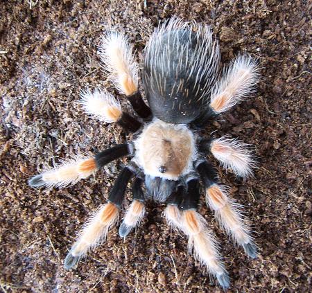 boehmei