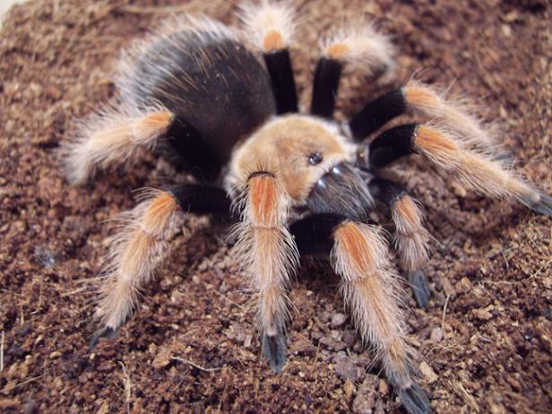 br.boehmei