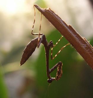 Deroplatys lobata L2