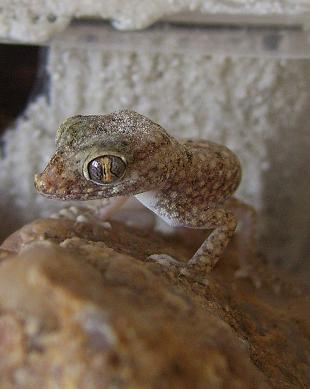 stenodactylus