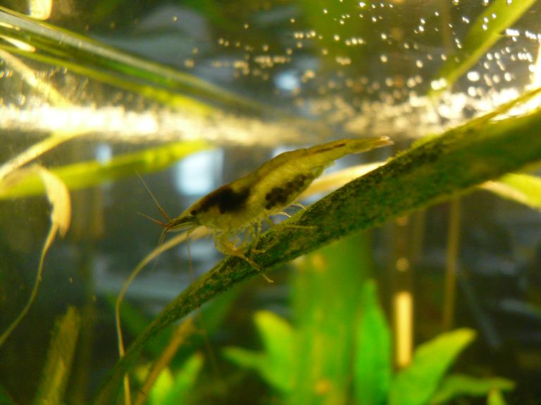 neocaridina sp. glass shrimp
