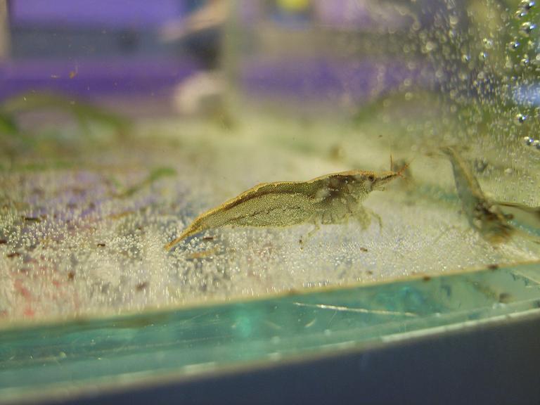 neocaridina sp. samička