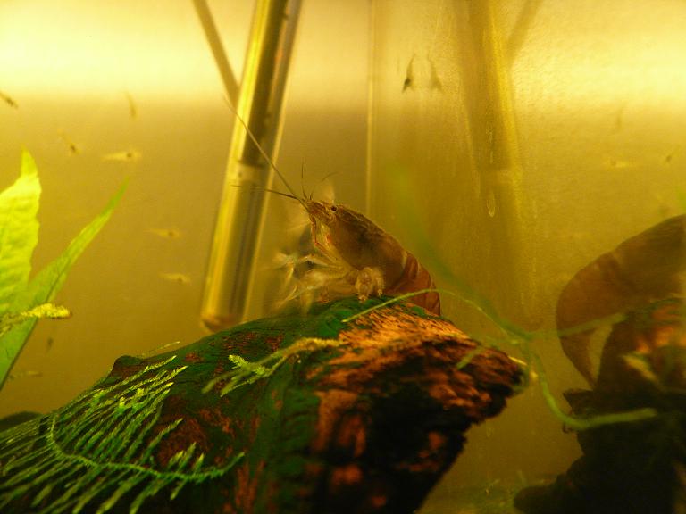 Atya gabonensis
